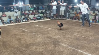 1st fyt win palspark grey🐓