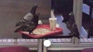 A collection of funny videos from abroad, after watching it, you feel like the whole world is full o
