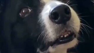 Kail Anjing Komedi Bahagia Pt.9