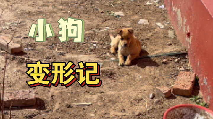 Những chú chó nhỏ ở lại quê, biến đổi thế nào sau khi lên thành phố?