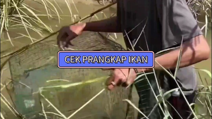 masak hasil prangkap ikan kameramen #4