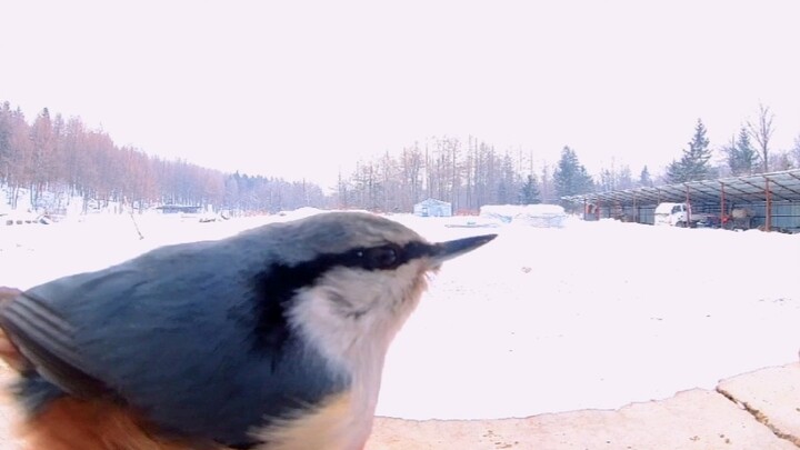 The nuthatch knocking on your window to wake you up