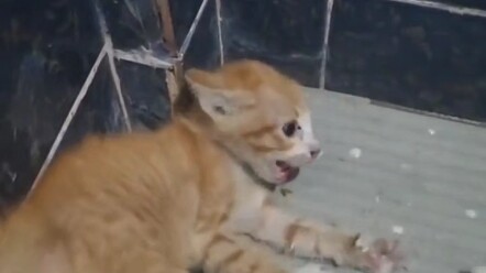 Xiao Ju: Cats will never be slaves! Unless food and lodging are provided.