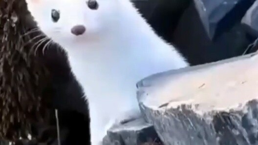 หญิงสาวชาวต่างชาติคนหนึ่งได้พบกับหวงต้าเซียนผมขาวบนภูเขา หลังจากให้อาหารแก่หวงต้าเซียนอย่างใจดีแล้ว 