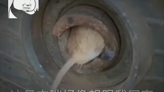 This Jerry seems like he wants to come home with me!