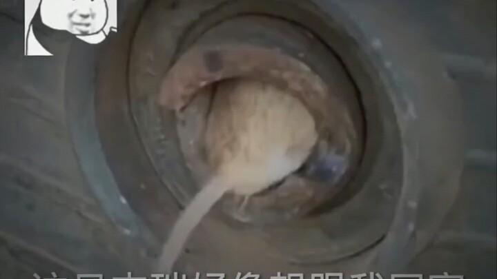 Jerry yang ini sepertinya ingin pulang bersamaku!