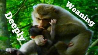 DEEPLY WEANING MONKEY WILL BAD DONE TO HER BABY STOP MILK, SMALL BABY MONKEY UNKNOWN STILL REQUEST