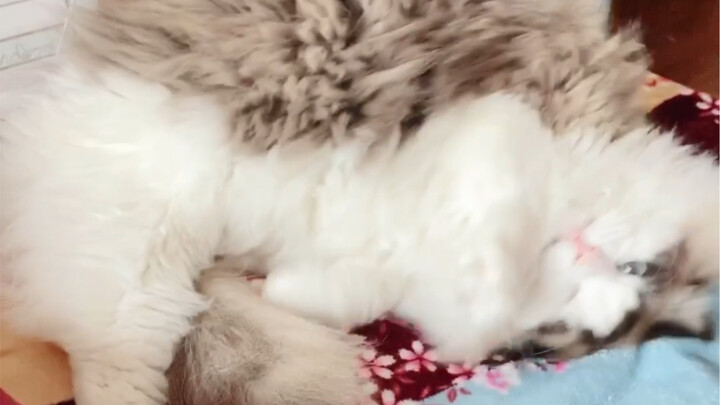 กิจวัตรประจำวันของน้องแมว