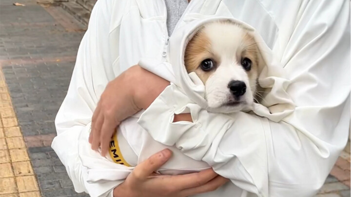 从狗市买了一只小柯基，回家后三十天的变化。