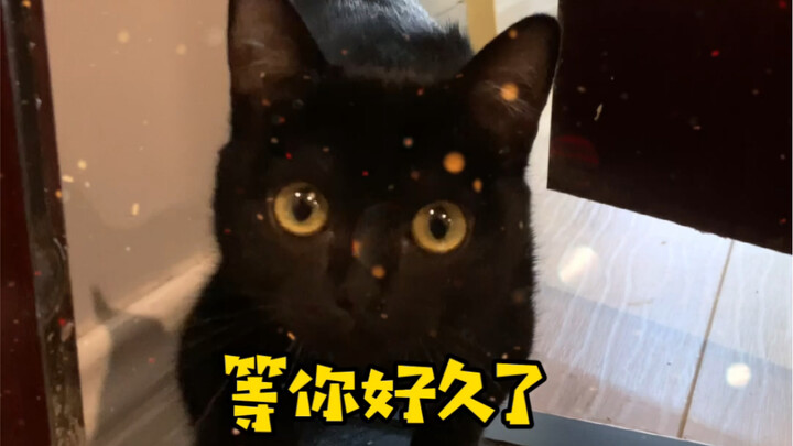 سمعت أن القطط تقضي أكثر من نصف حياتها في انتظار عودة صاحبها إلى المنزل.