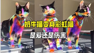 A cow cat was dyed rainbow just to celebrate Rainbow Pride Month
