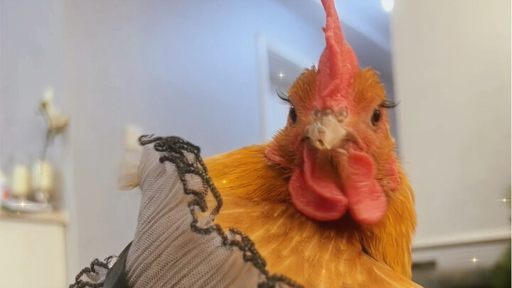 Jealousy disfigures the duck #AnimalMobilization