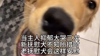 Chó an ủi: Tôi là một nhà lãnh đạo hạnh phúc
