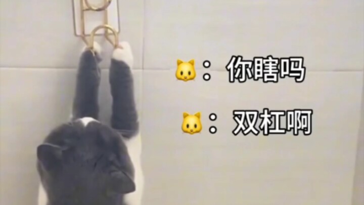 猫“不爱你的人，你上吊，她也以为你在荡秋千~”