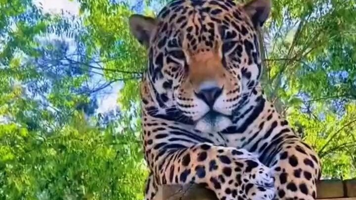 عندما يلتقي القط الكبير بالنعناع البري