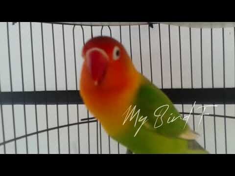 SUPER MANTAP!! 100% AMPUH untuk MEMASTERI LOVEBIRD Paud, SUARA Lovebird BETINA Memanggil JANTAN
