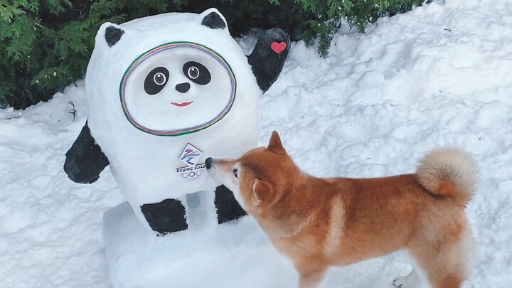 ทำหมีบิงตุนตัวเองขึ้นมา หมาถึงกับอึ้งไปเลย