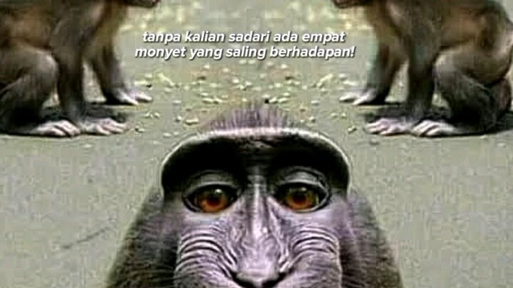 monyet dan kamu