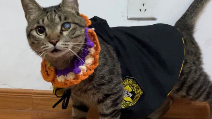 When the kitten puts on a cape, it wobbles as if it’s drunk fake alcohol.