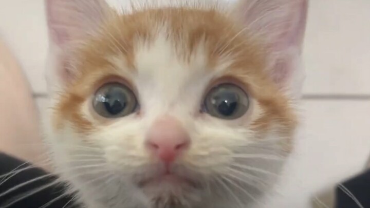 Cat: Haha, you’re smitten with me, aren’t you?