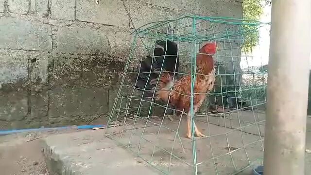 Bakbakan Nanaman sa April 2 Galingan nyo mga Nokis👏