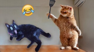 Funniest Animals 😄 New Funny Cats and Dogs Videos 😹🐶
