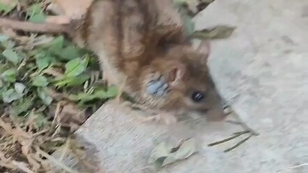 ลูกแมวจรจัดแสนอ่อนโยน