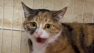 I have five cats in the hospital now, and the rag might get smashed in my hands.