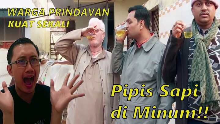 PIPIS SAPI DI MINUM  🇮🇳 BAGUS BUAT KESEHATAN WARGA PRINDAVAN??? VIDEO LUCU TP JOROKKK