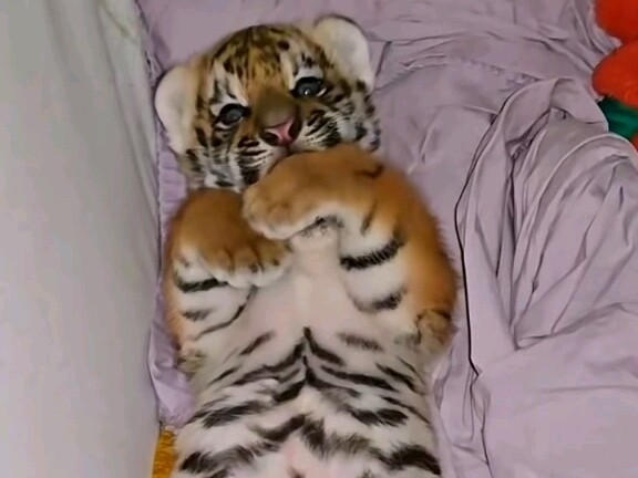 Found a tiny newborn kitten by the roadside—can you guys help me figure out if I should keep it?