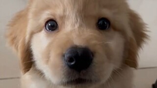 Golden Retriever hiccups
