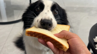 Tell your dog to take only small bites and see how they react.