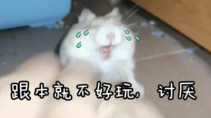 Khi anh Đạo đang ngủ ngon lành thì nó tức muốn chết luôn.