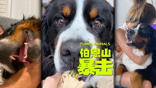 伯恩山，你怎么能暴击男主人⁉️😂