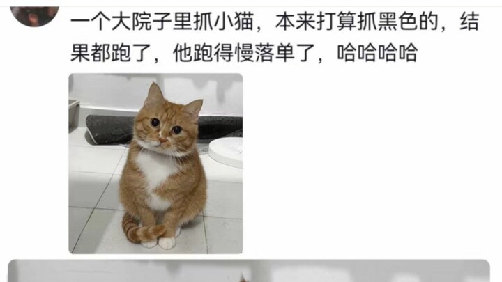 Kucing: "Kenapa di antara sekumpulan kucing, dia malah memilihku?" Tuan: Karena