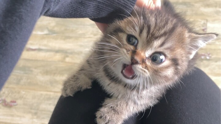 Sialan, kucing ini udah gak mau lagi, dari kecil udah galak banget (555～!)