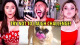 TRY NOT TO LAUGH CHALLENGE | Funny Cat & Dog Vines | Reaction!