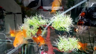 ikan di aquarium