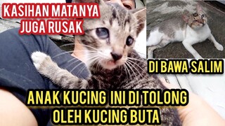 Mengharukan Anak Kucing Matanya Rusak Di Tolong Sama Kucing Salim Yang Buta..!