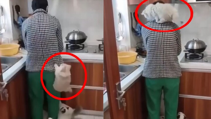 แมวขี้อ้อนน่ารักขนาดไหนนะ