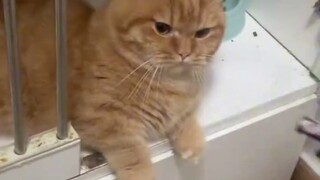 [Dubbing] The Captain Cuts the Cat, which is not included in the original work