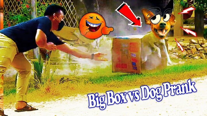 Big Box VS Dog Prank, Super Funny Video