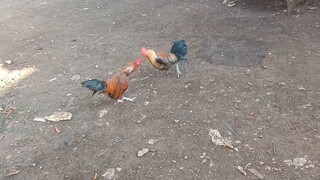 Semi Bantam Spar kabyara vs Milsems pumpkin