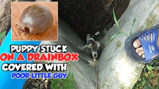 SAVING A POOR PUPPY TRAP IN DRAINBOX COVER WITH TICKS