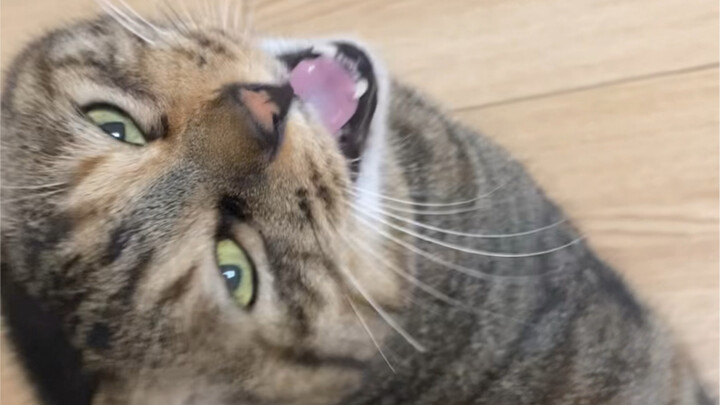 Tabby cats are the best!