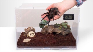 Lắp Ráp Hồ Tiểu Cảnh Cho Nhện Tarantula