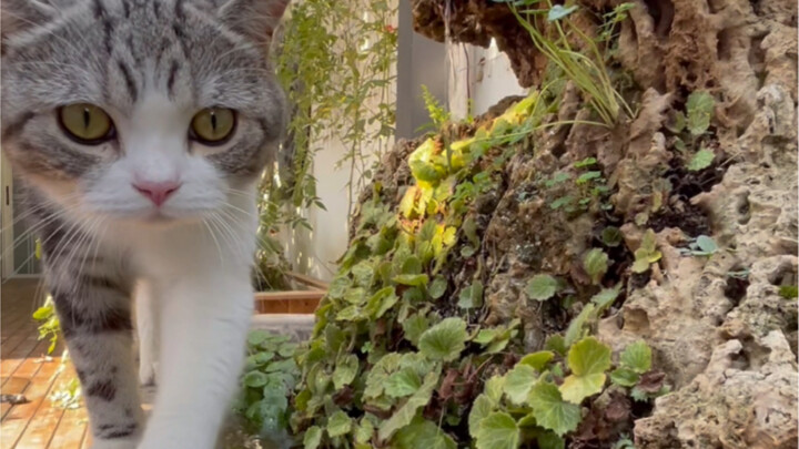 Tak disangka, di halaman kecil pun kini ada gunung dan air!