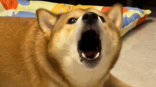 ลูกชายตัวโตของแม่ (ปากแข็งจริงๆ)