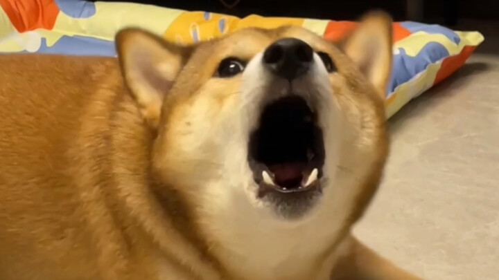 ลูกชายตัวโตของแม่ (ปากแข็งจริงๆ)