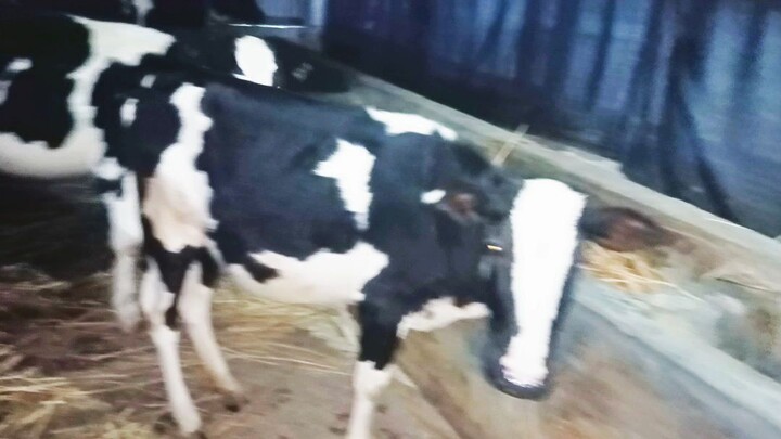 ফ্রিজিয়ান